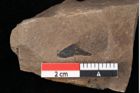 Foto (Detailansicht) von Pinus palaeostrobus Ettingshausen (NHMW-GEO-2024-0188-0208)